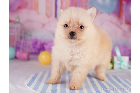 成約済の千葉県のポメラニアン-275751の7枚目