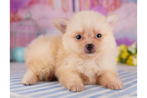 成約済の千葉県のポメラニアン-275751の1枚目