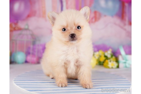 成約済の千葉県のポメラニアン-275751の8枚目