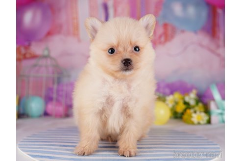 成約済の千葉県のポメラニアン-275751の9枚目