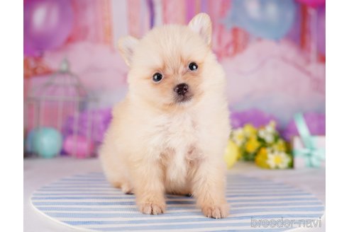 成約済の千葉県のポメラニアン-275751の10枚目