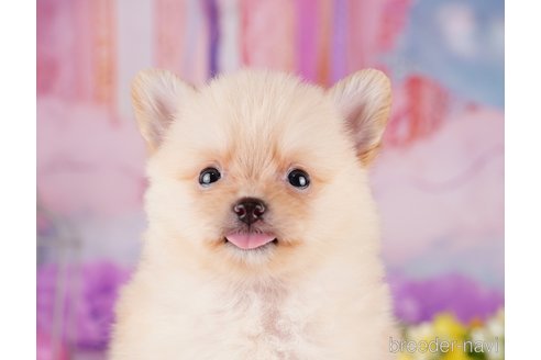 成約済の千葉県のポメラニアン-275751の11枚目