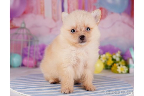 成約済の千葉県のポメラニアン-275751の5枚目