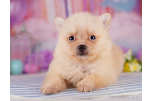 成約済の千葉県のポメラニアン-275751の3枚目