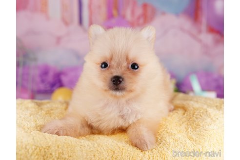 成約済の千葉県のポメラニアン-275751の4枚目