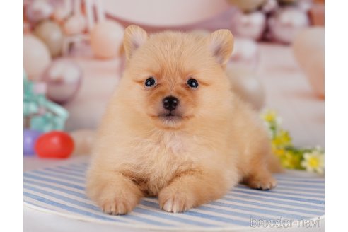 成約済の千葉県のポメラニアン-275757の7枚目