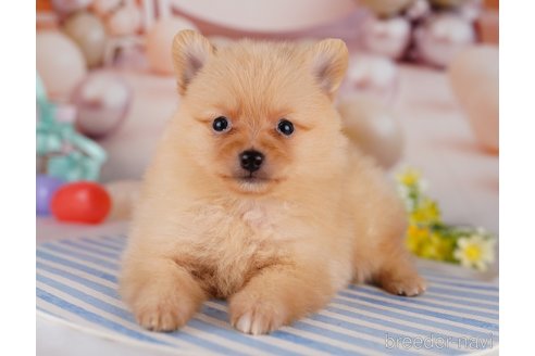 成約済の千葉県のポメラニアン-275757の8枚目