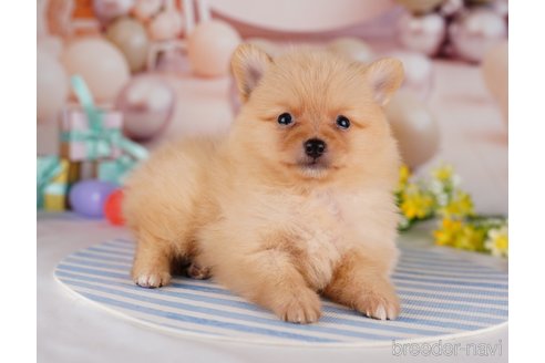 成約済の千葉県のポメラニアン-275757の9枚目