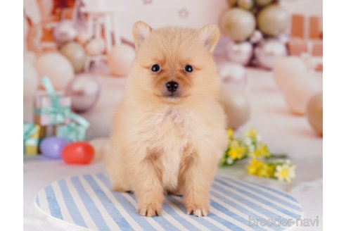 成約済の千葉県のポメラニアン-275757の10枚目