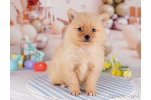 成約済の千葉県のポメラニアン-275757の3枚目