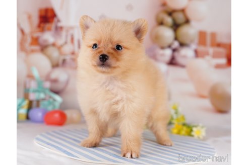 成約済の千葉県のポメラニアン-275757の4枚目