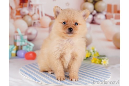 成約済の千葉県のポメラニアン-275757の5枚目