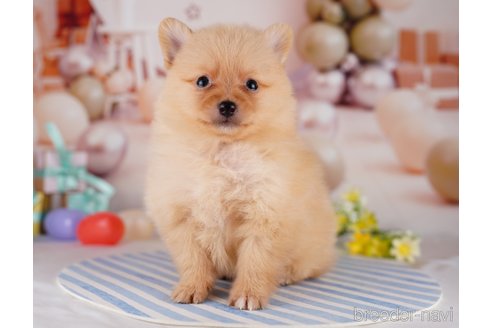 成約済の千葉県のポメラニアン-275757の6枚目