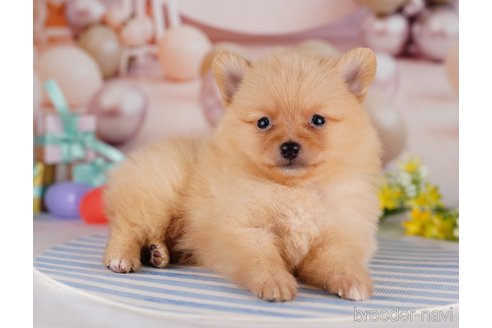 成約済の千葉県のポメラニアン-275757の1枚目