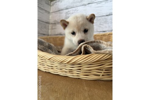成約済の静岡県の豆柴-272710の4枚目
