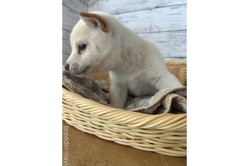 成約済の静岡県の豆柴-272710の2枚目