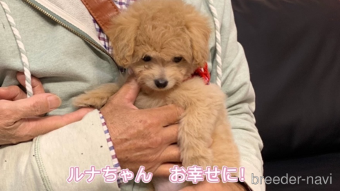 成約済の岐阜県のミックス犬-267582の1枚目