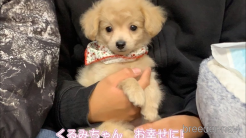 成約済の岐阜県のミックス犬-267581の1枚目