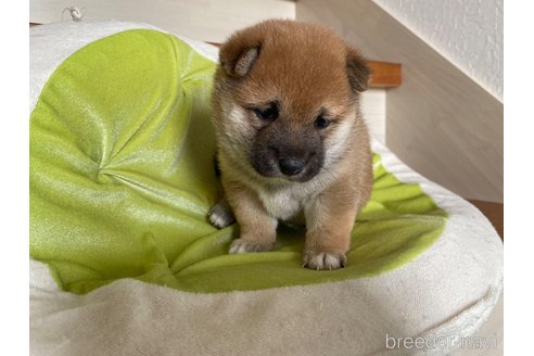 成約済の茨城県の豆柴-275783の4枚目