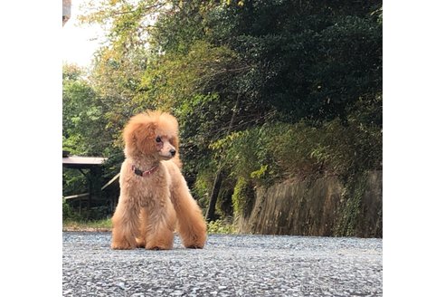 成約済の福岡県のトイプードル-275795の3枚目