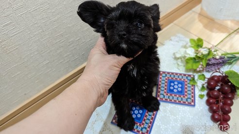 成約済の広島県のチワプー:チワワ×トイプードル-271215の182枚目