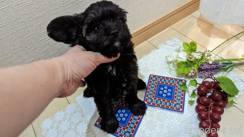 成約済の広島県のチワプー:チワワ×トイプードル-271215の183枚目