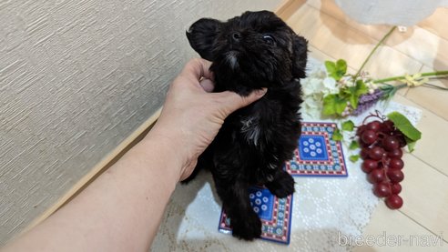 成約済の広島県のチワプー:チワワ×トイプードル-271215の180枚目