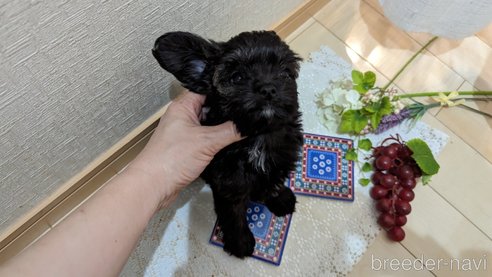 成約済の広島県のチワプー:チワワ×トイプードル-271215の175枚目