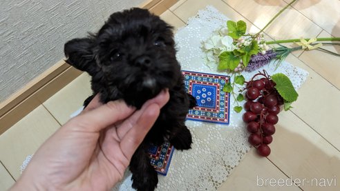 成約済の広島県のチワプー:チワワ×トイプードル-271215の173枚目