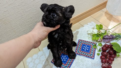 成約済の広島県のチワプー:チワワ×トイプードル-271215の169枚目