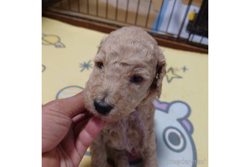 成約済の長野県のスタンダードプードル-273483の21枚目