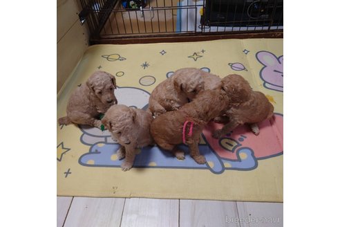 成約済の長野県のスタンダードプードル-273483の19枚目