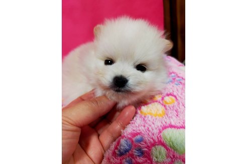 成約済の神奈川県のポメラニアン-275813の1枚目