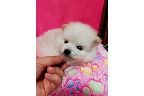 成約済の神奈川県のポメラニアン-275813の7枚目