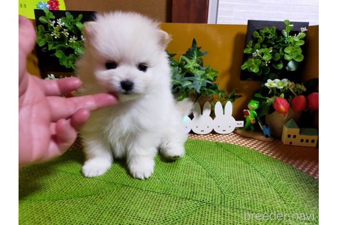 成約済の神奈川県のポメラニアン-275813の11枚目