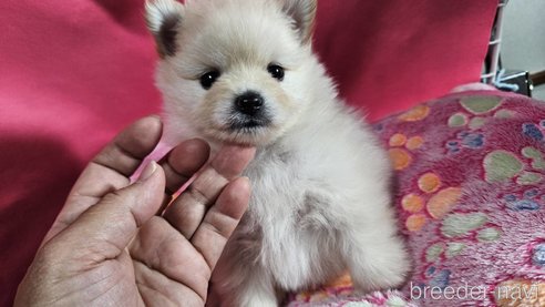 成約済の神奈川県のポメラニアン-273124の3枚目