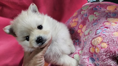 成約済の神奈川県のポメラニアン-273124の6枚目