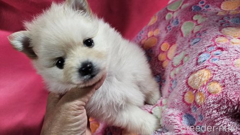 成約済の神奈川県のポメラニアン-273124の3枚目