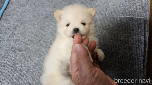 成約済の神奈川県のポメラニアン-275815の1枚目