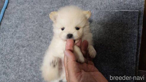 成約済の神奈川県のポメラニアン-275815の5枚目