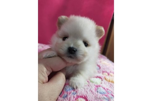 成約済の神奈川県のポメラニアン-275813の3枚目