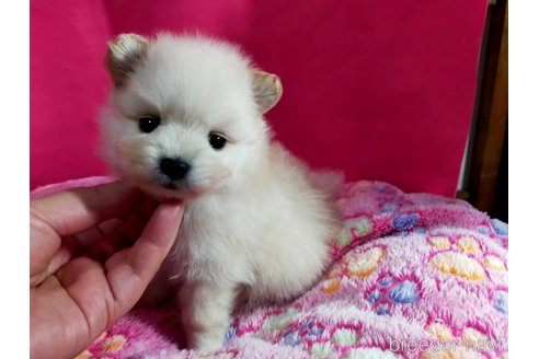成約済の神奈川県のポメラニアン-275813の2枚目