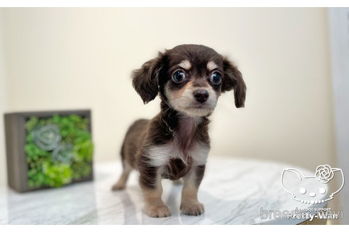 成約済の愛知県のチワックス:チワワ×ミニチュアダックスフンド-265326の2枚目