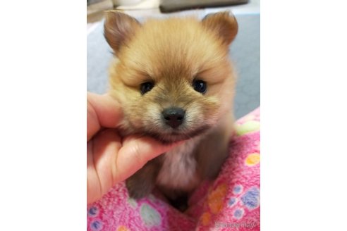 成約済の神奈川県のポメラニアン-273523の11枚目