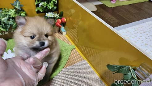 成約済の神奈川県のポメラニアン-273523の7枚目