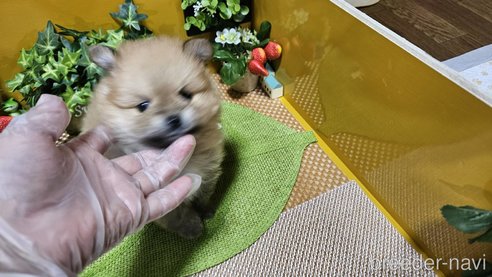成約済の神奈川県のポメラニアン-273523の8枚目