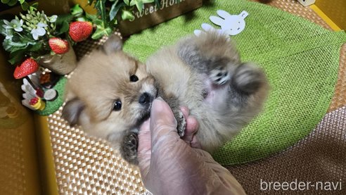 成約済の神奈川県のポメラニアン-273523の6枚目