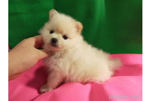 成約済の神奈川県のポメラニアン-273123の8枚目