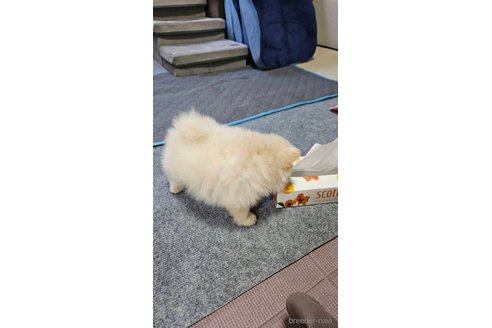 成約済の神奈川県のポメラニアン-273123の6枚目