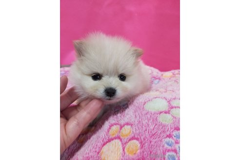成約済の神奈川県のポメラニアン-273121の7枚目